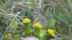 Senecio vulgaris denticulatus