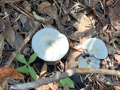 Clitocybe odora pacifica