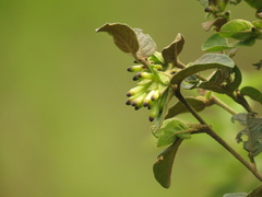 Cestrum tomentosum