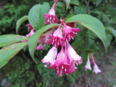 Weigela hortensis