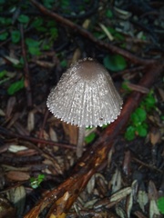 Phlyctidosporae