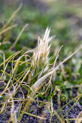 Deschampsia antarctica