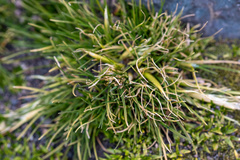 Deschampsia antarctica