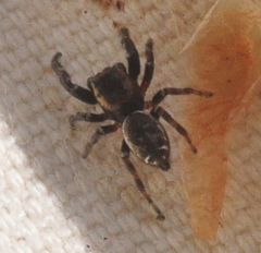 Metaphidippus manni