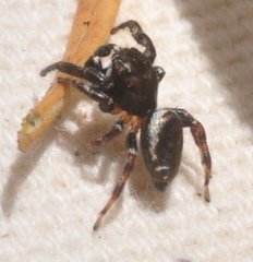 Metaphidippus manni
