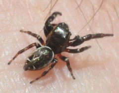 Metaphidippus manni