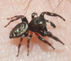Metaphidippus manni