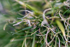 Deschampsia antarctica