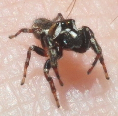 Metaphidippus manni
