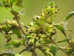 Cestrum tomentosum