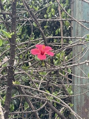 Hibiscus