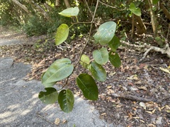 Dalbergia brownei