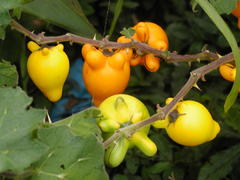 Solanum mammosum