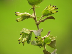 Cestrum tomentosum