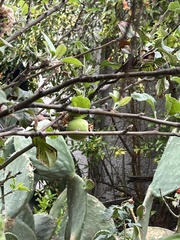 Malus domestica