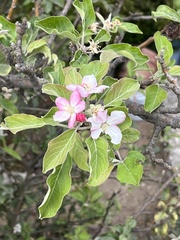 Malus domestica