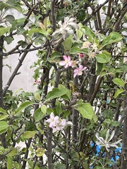 Malus domestica