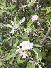 Malus domestica