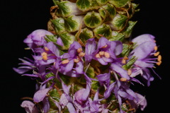 Dalea foliosa