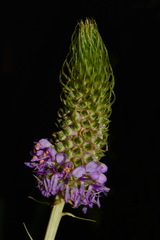 Dalea foliosa