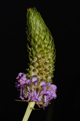 Dalea foliosa