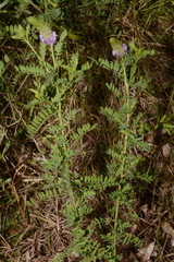 Dalea foliosa