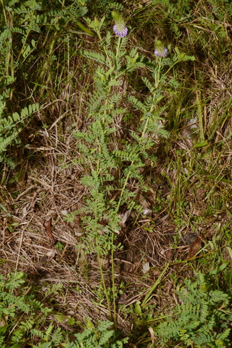Image of Dalea foliosa by (c) Brian Finzel, some rights reserved (CC BY-SA)