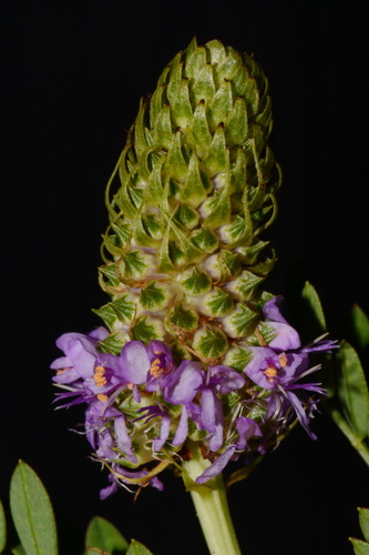 Image of Dalea foliosa by (c) Brian Finzel, some rights reserved (CC BY-SA)