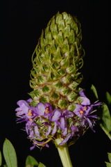 Dalea foliosa