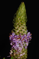 Dalea foliosa