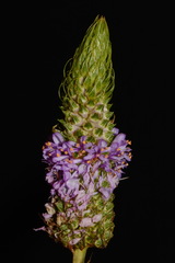 Dalea foliosa