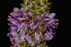 Dalea foliosa