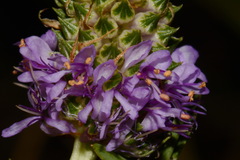 Dalea foliosa