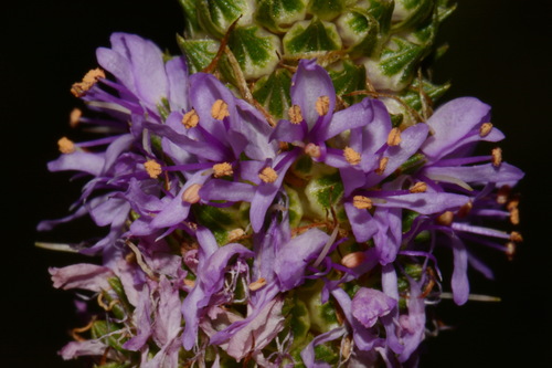 Image of Dalea foliosa by (c) Brian Finzel, some rights reserved (CC BY-SA)