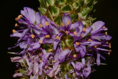 Dalea foliosa