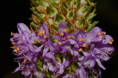 Dalea foliosa