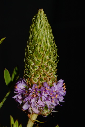 Image of Dalea foliosa by (c) Brian Finzel, some rights reserved (CC BY-SA)