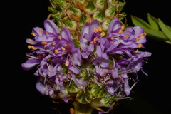 Dalea foliosa