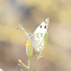Pontia glauconome