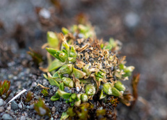 Colobanthus quitensis