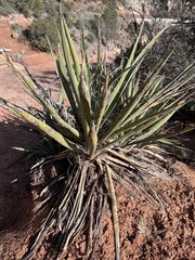 Yucca baccata
