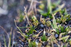 Colobanthus quitensis