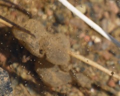 Pseudacris sierra