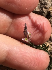 Polygala scoparioides