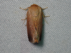 Tortricidia testacea
