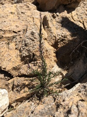 Polygala scoparioides