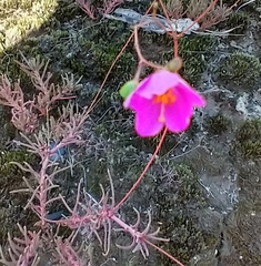 Phemeranthus mengesii