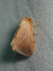 Tortricidia testacea