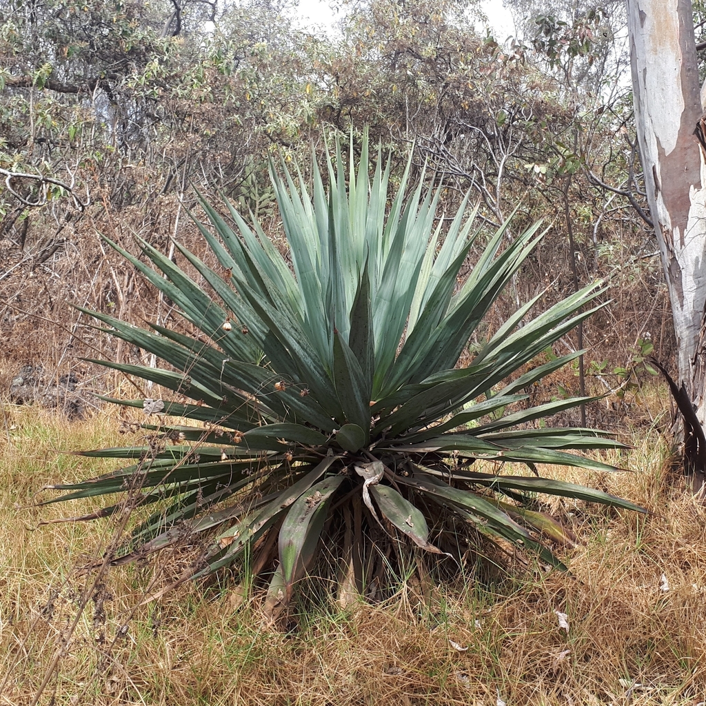 Furcraea parmentieri, Parque Nacional Bosque del Pedregal, 14738 Ciudad de México, CDMX, México