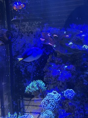 Paracanthurus